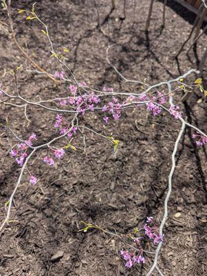 Hernandez landscaping services