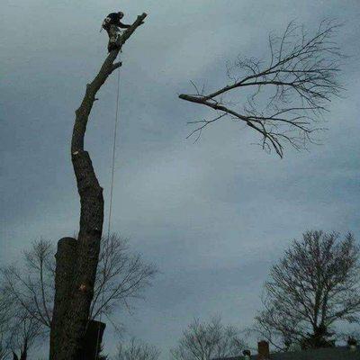 Fischer Landscape and Tree Service