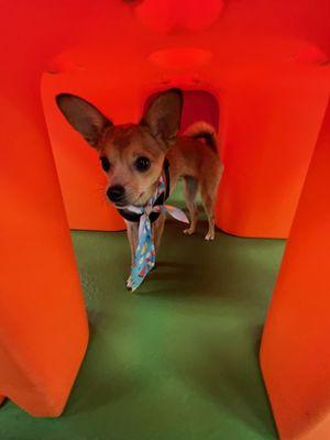 So much fun at doggy daycare!