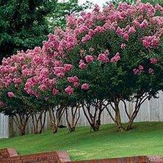 Cornerstone Landscaping & Maintenance