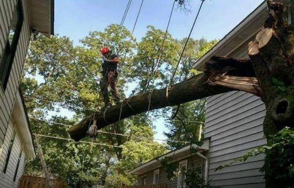 Sharper Edge Tree Care