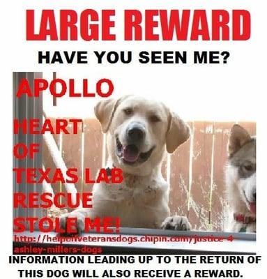 Heart of Texas Lab Rescue