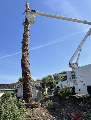 Tony’s Tree Service