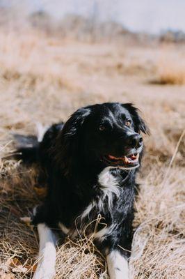 Amazing Pawsibilities