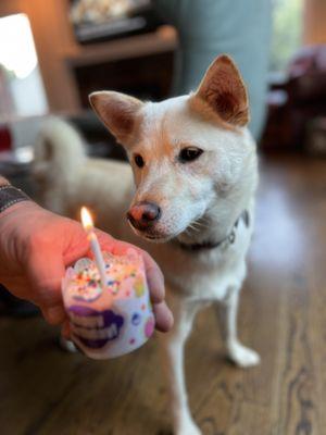 My dog loved her birthday cupcake (and she's a picky eater!).