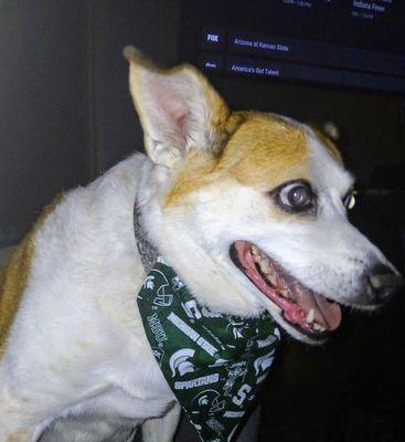 American School Of Dog Grooming