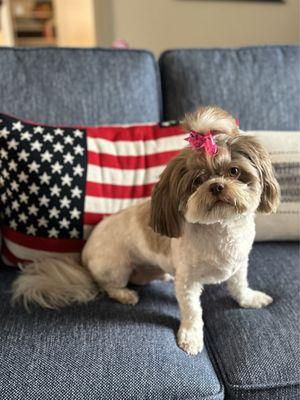 Adorable Grooming By Debbie