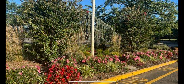 Justin Tree Services & Lawn Care