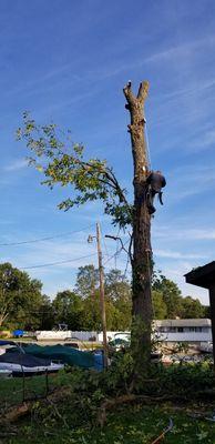 BZ Tree Service