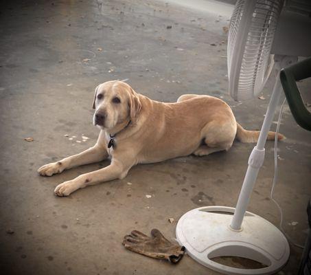 This is Charlie who needed the muzzle and antibiotics. But we are in treatment now.