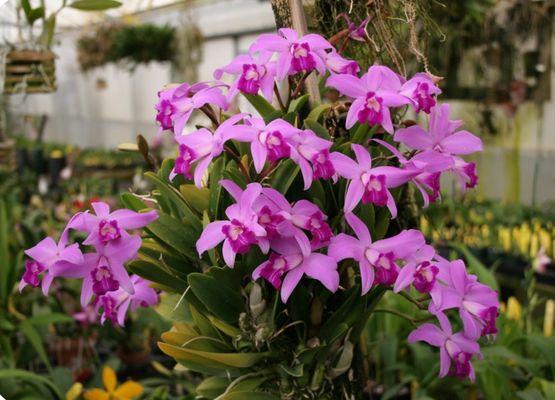 Gold Country Orchids