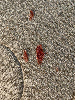 Collins Carpet Cleaning