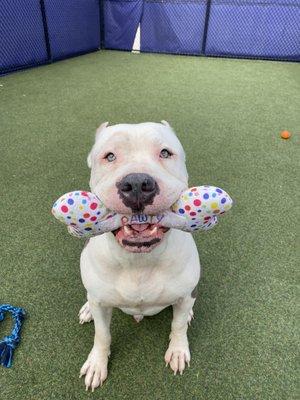 Central Bark Doggy Day Care