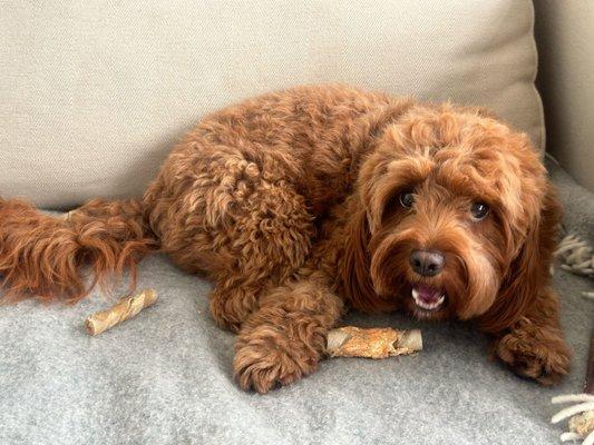 Rainbow Pet Supplies and Grooming