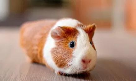 Dash Hound Walking and Pet Services