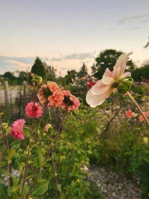 Haskell Allen C Lndscpg