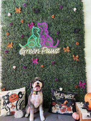 Green Pawz Pet Boutique & Grooming