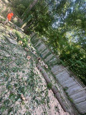 New Age Tree Services