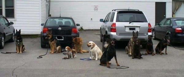 Fortunate K9 Dog & Owner Training