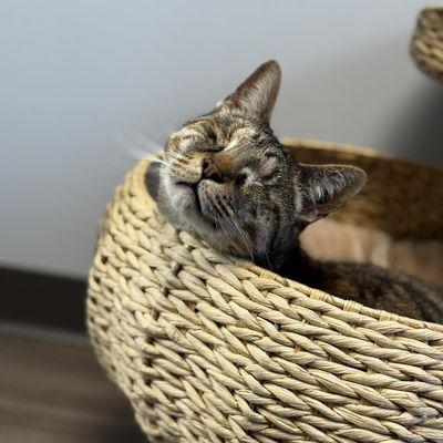 Meridianville Pet Hospital