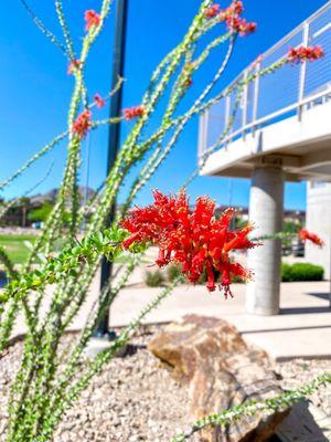 McCullough Vista Park