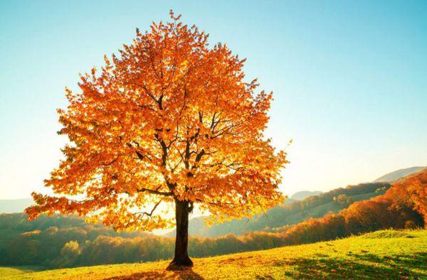 NW Tree Service and Landscapes