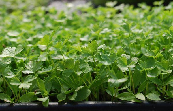 Parsley Microgreens