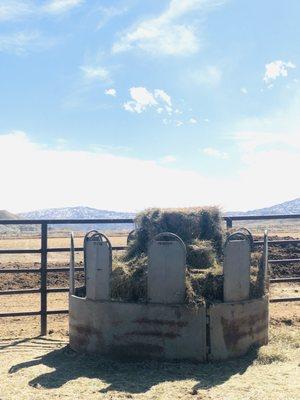 Fatty Horse Boarding
