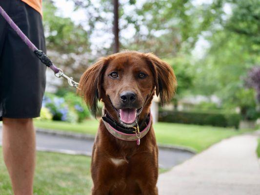 Dan's Pet Care - Huntington