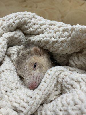 Hobart Animal Clinic