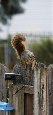 Hornerizer Productions