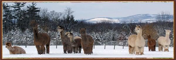 Alpacaholic Acres