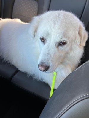 Meet my ESP :) camera shy.