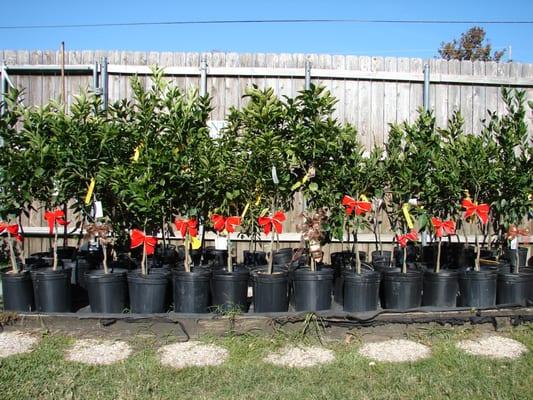 Citrus Trees Nola LLC