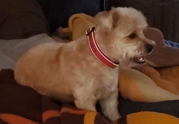 Cosmo with his new doo!