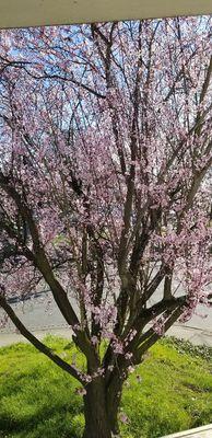 Clara's Cleaning Services