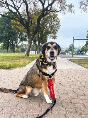 Higher Rate Of Reinforcement