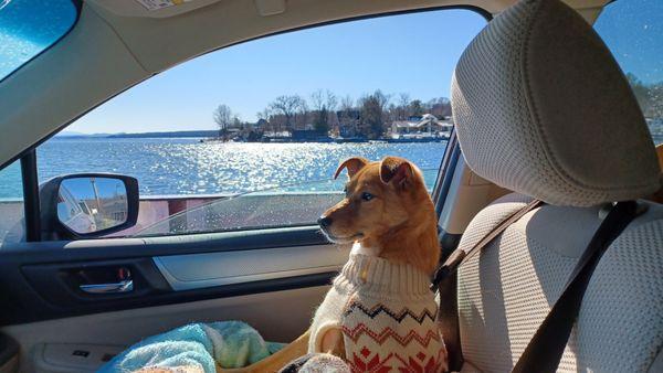 Champlain Valley Veterinary Services