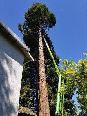 Lyon's Tree Service
