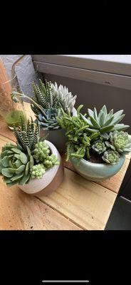 Succulent Arrangements