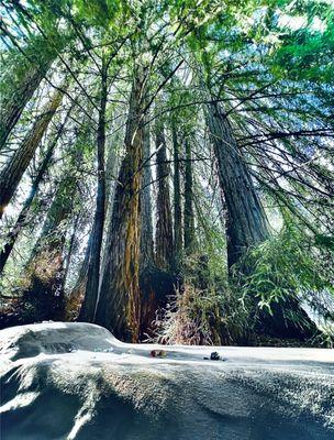 Under a canopy of redwood trees. The warmth and light of sun coming thru and the gentle breeze It was heaven !