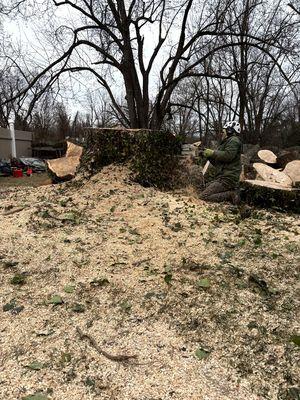 Leo Tree Landscaping