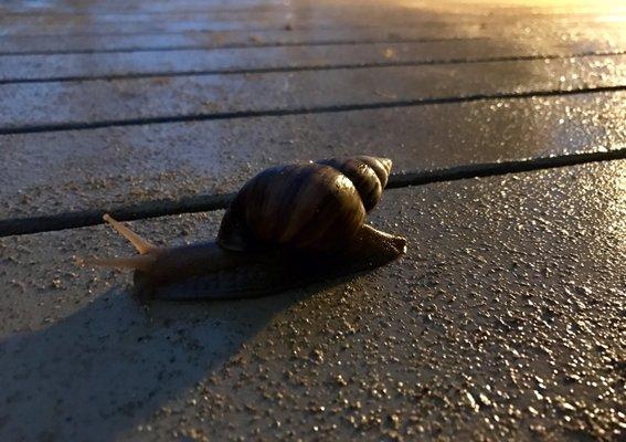 Kai Ala Homeowners Association Walkway