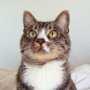 Hillcrest Animal Clinic