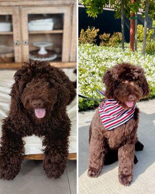 Gina's Clean & Cozy Petcare