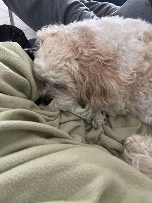 East Lake Veterinary Hospital