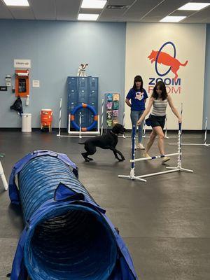 Zoom Room Dog Training (Williamsburg)