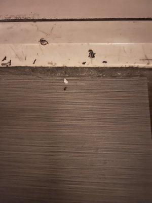 Bed bug on the floor. I'm sure there were more...