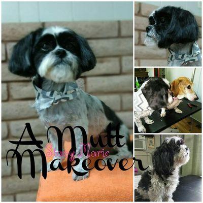 #doggroomer #petstylist #petprofessional #amuttmakeover #lovewhatyoudo #dowhatyoulove