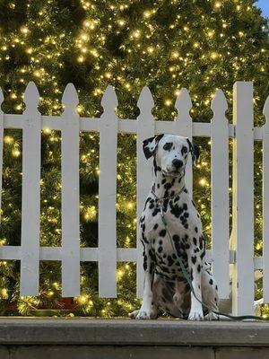 Alexandria Dog Training Company